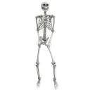 VAN REALISTIC SKELETON 165 cm