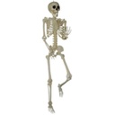 7 FT SKELETON POSE AND HOLD