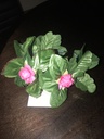 DIADEMA HAWAIIAN PRINCESS